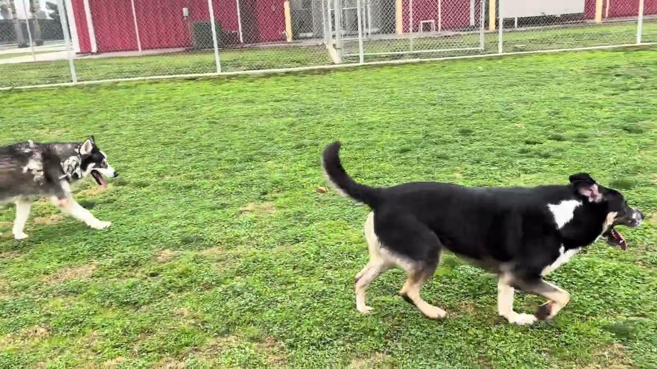 Enlarge LEX LUTHER, a other Husky in Delano, CA video 4/4