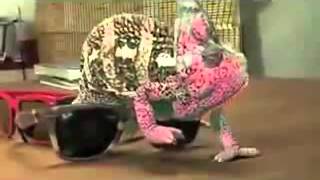 Color changing lizard