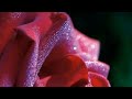 Oru Nalil En Manam Thengi Christian Fullscreen WhatsApp Status