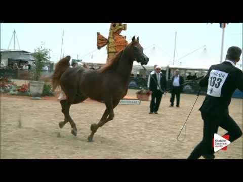 N.133 FAKHR AL KHALEDIAH - Menton 2016 - Stallions 4-7 years old (Class 9)