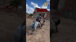 Download lagu BABI BABY #shorts mp3 Download lagu BABI BABY #shorts mp3