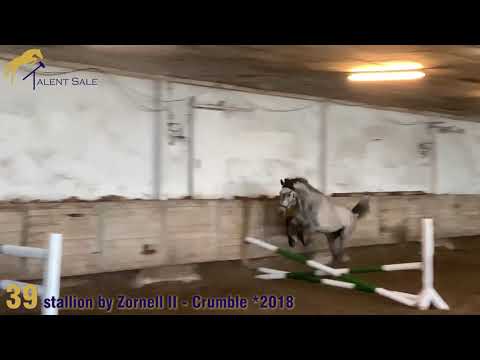 39 stallion by Zornell II - Crumble 2018