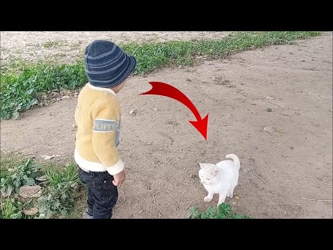 Subhan Rayan Ko Cat Mil Gai🐱🐈 | Shehr main dihat | SW Pet House | Nasir vlog