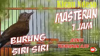 Download lagu masteran siri siri gacor dan jernih mp3 Download lagu masteran siri siri gacor dan jernih mp3