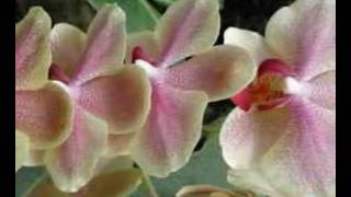 Orchids - Kitaro