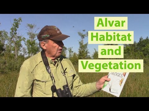 Alvar Habitat and Vegetation