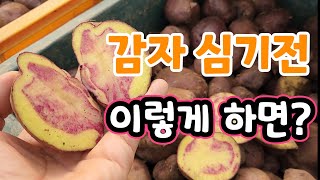 감자 이렇게 하면 10일 일찍 수확 씨감자 자르는법