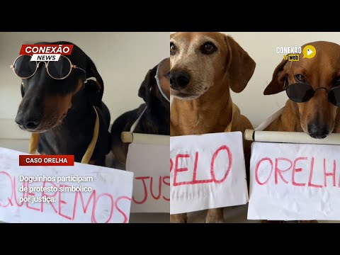 Vídeo: Doguinhos participam de protesto simbólico por justiça.