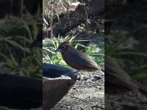 Birdday 148 Brasita de Fuego 2708 25