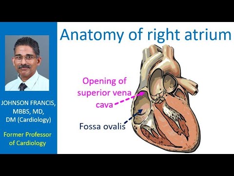 Anatomy of right atrium