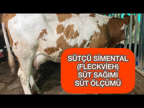 , title : 'SÜTÇÜ SİMENTAL (FLECKVİEH) DÜVENİN İLK SÜT ÖLÇÜMÜ #simental #sütineği #büyükbaş #inek'