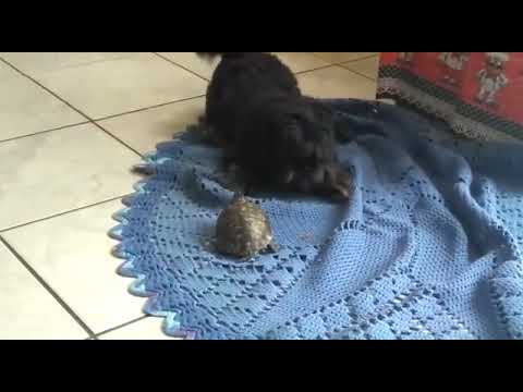 Tartaruga brincando com um cachorro.
