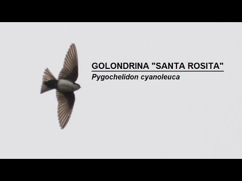 Golondrina "Santa Rosita" Pygochelidon cyanoleuca