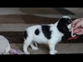 Cavalier King Charles Spaniel dogs for sale: Charles - Video 1