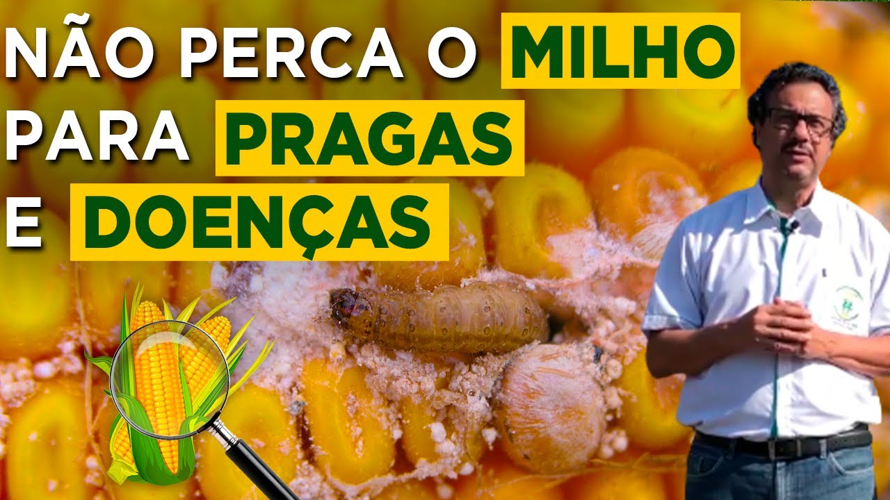 Saiba como Proteger seu Milho das Pragas e Doenças - Prof João Carlos Galvão