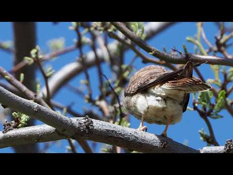American Kestrel eating a snake