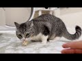 初めて丸ごとささみをあげたら猫が豹変して大変なことになりました…