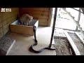 Cat defends itself from attacking Cobra #shorts