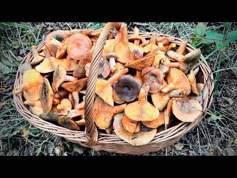 Mój przepis na RYDZE