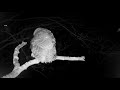 Tawny Owls Interacting Sound On
