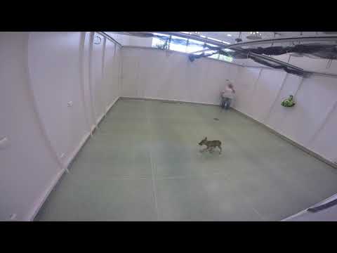 Video of the Day: Wolves Playing Fetch - YouTube