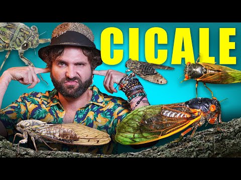 Le cicale non hanno senso