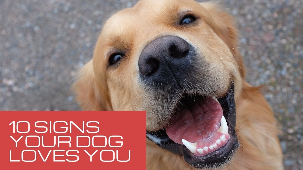 10 Signs Your Dog Loves You
