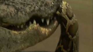 Crocodile vs Python - Croc destroys big python.