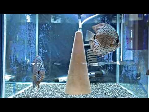 Aquarium HD-Leopard Discus Fish.