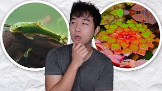 Aquatic Update JUST DROPPED | MORE aquarium fish you never heard of