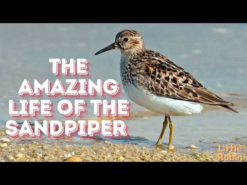 THE AMAZING DAY OF THE SANDPIPERS || KIDS LEARNING ENGLISH ABOUT NATURE