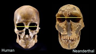 Nature of the NEANDERTHAL Theodore Holden