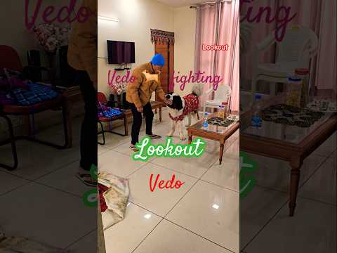 Vedo 🐕 fighting #Lookout #Vedo #dog #saintbernad #fighting #shorts