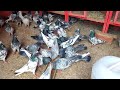 Barish Ma Kabootaro Ki Mastiya Sardi Ma Care Hashim Mahmood Pigeons