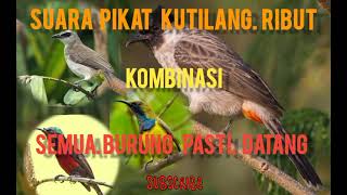 Download lagu suara pikat kombinasi kutilang ribut ‼️sangat ampuh ‼️ mp3 Download lagu suara pikat kombinasi kutilang ribut ‼️sangat ampuh ‼️ mp3