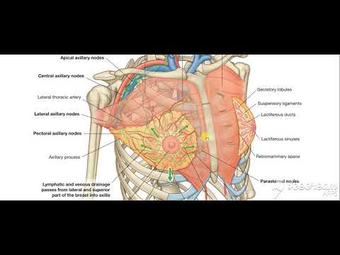Breast blood supply Lymphatic drinage 2