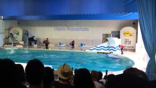 小樽水族館 イルカショー