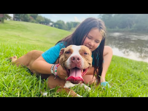 Dog for adoption - Brooklyn Baby the Sweetest Girl Born to be a family dog, an American Bulldog ...