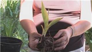 Flower Gardening : How to Grow Canna Lilies