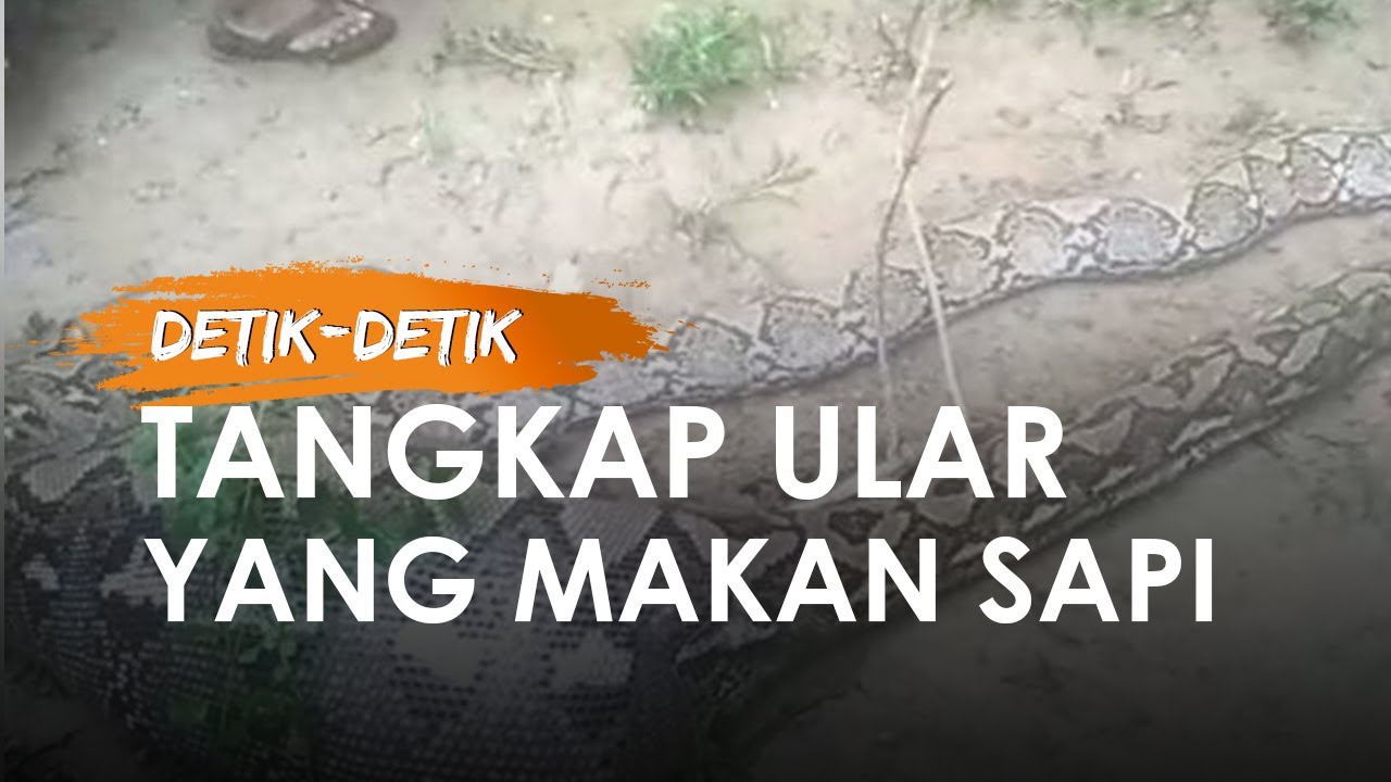 tafsiran kejadian 1 28 31 Video Detik detik Warga Tangkap Ular Piton yang Makan Anak 
