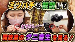 ニホンミツバチを解剖して開放巣のアカリンダニ寄生状況をチェック！