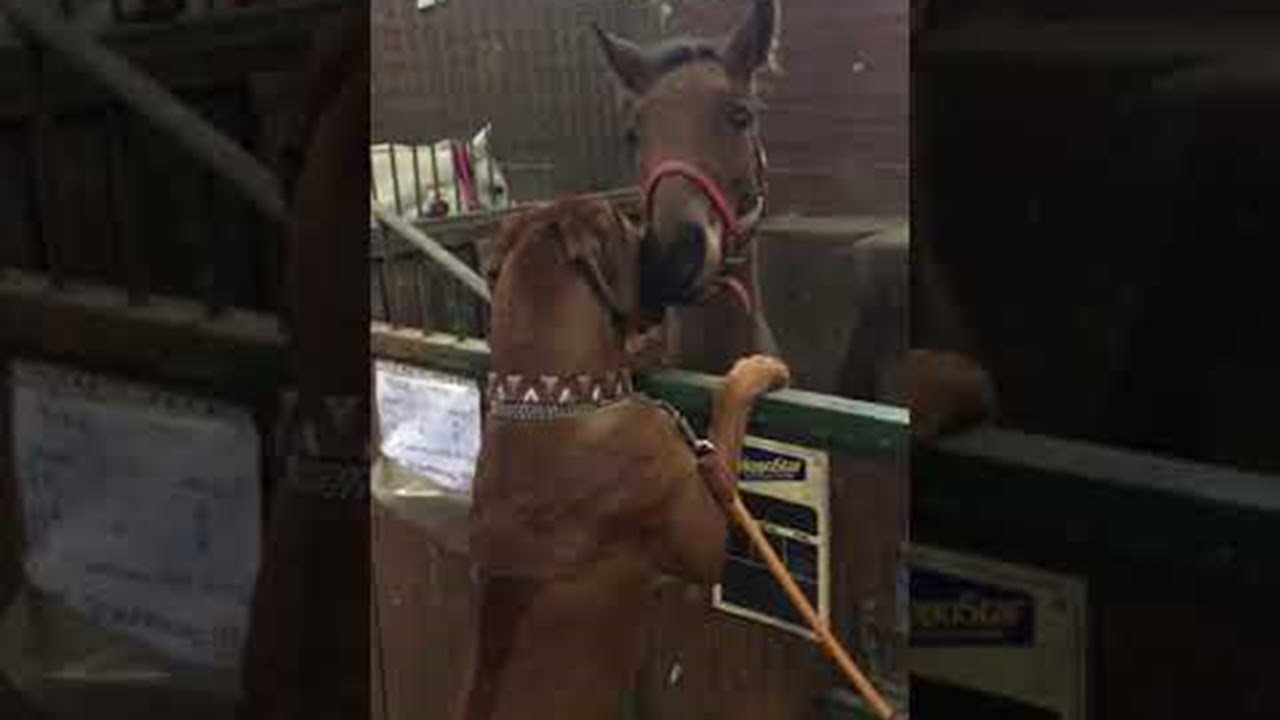 Друзья навсегда