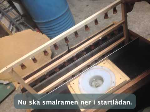 Ta larver från jenteramen