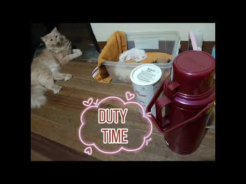 Can a 1 week old kitten survive without its mother?|My cats journey|