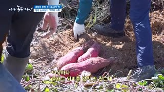 [대추로 뭉친 오! 부자(父子)] 청년 농부들의 고구마 수확