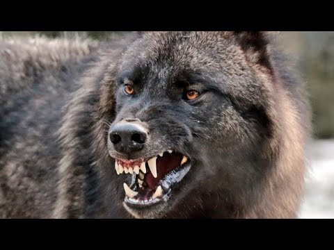, title : 'Канадский волк - интересные факты о волках'