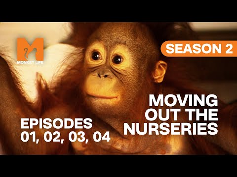 New Residents in Monkey Life | S02 E01, 02, 03 & 04 | Full Episodes
