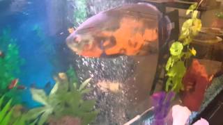 OSCAR FISH growing up quickly