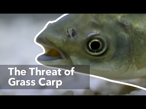 , title : 'The Threat of Grass Carp'