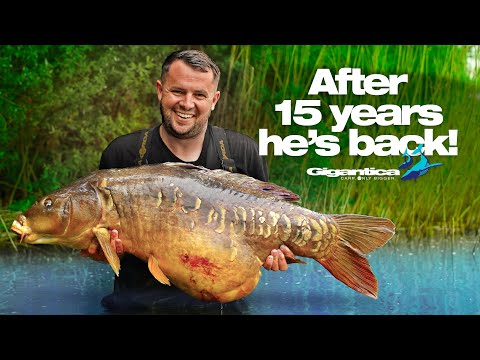 Returning to Gigantica 15 years later | Tom Maker
